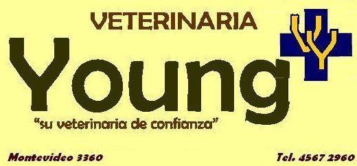 Veterinaria Young